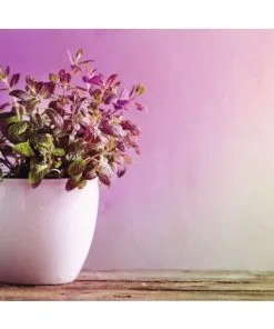 PAULMANN LED Grow Green Plantenlamp E27/6,5W R63 6 PAULMANN LED Grow Green Plantenlamp E27/6,5W R63 -Binnenverlichting Verkoopwinkel DV 8 10209214 04 4c CH 20191118211653