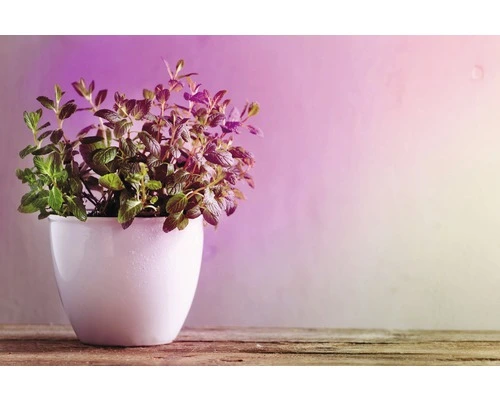 PAULMANN LED Grow Green Plantenlamp E27/6,5W R63 3 PAULMANN LED Grow Green Plantenlamp E27/6,5W R63 - Afbeelding 3