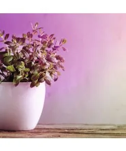 PAULMANN LED Grow Green Plantenlamp E27/6,5W PAR38 7 PAULMANN LED Grow Green Plantenlamp E27/6,5W PAR38 -Binnenverlichting Verkoopwinkel DV 8 10257754 04 4c AT 20221222084651